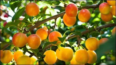 80 : le terroir unique de la Lorraine faisant loi, 80% des mirabelles ...