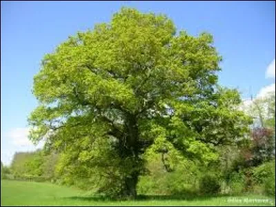 Quel est cet arbre ?