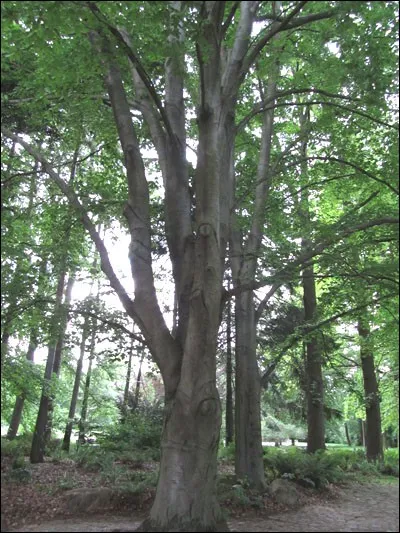 Quel est cet arbre ?
