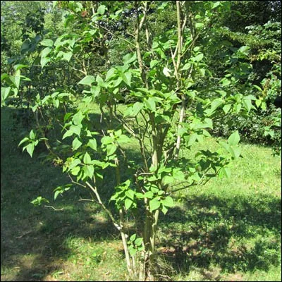 Quel est cet arbre ?