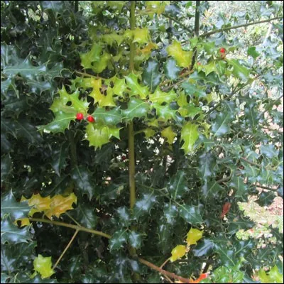 Quel est cet arbre ?