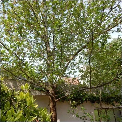 Quel est cet arbre ?