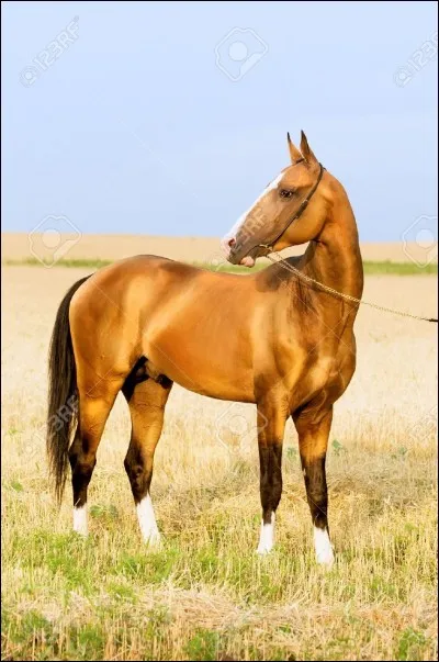 L'Akhal-Teké est un...