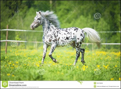 Le cheval Appaloosa est :