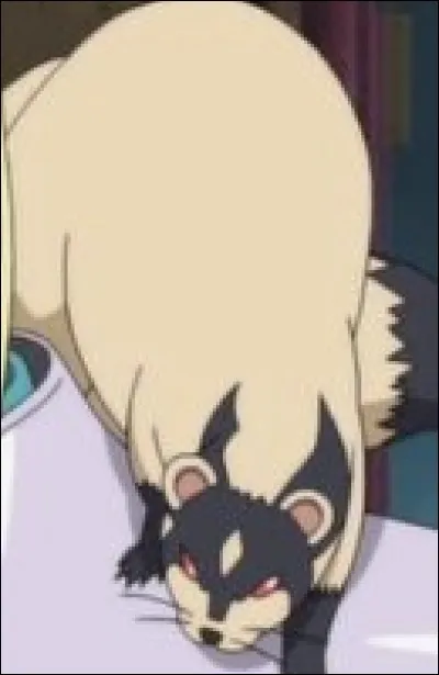 Comment se nomme le furet ?