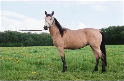 De quel animal s'agit-il ?