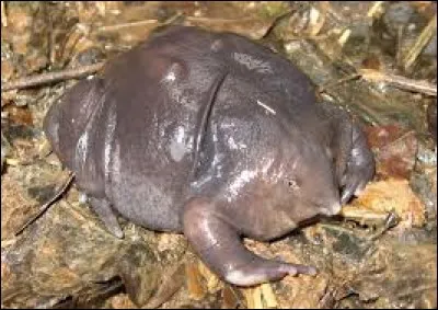 Comment se nomme cet animal ?