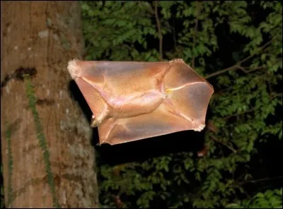 Comment se nomme cet animal ?