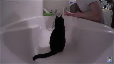 Merlin adore les bains.