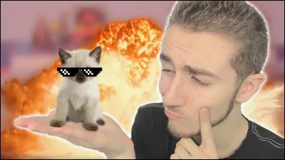 Sora adore les chats