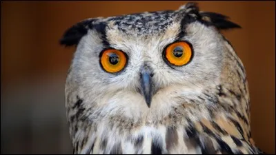 Quel est cet animal ?