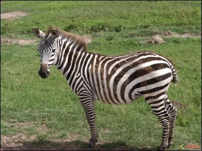 Quel est cet animal ?