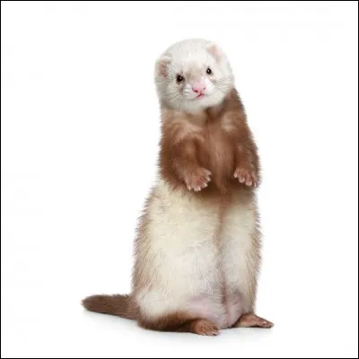 Quel est cet animal ?