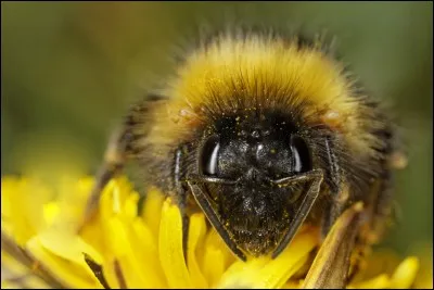 Quel est cet animal ?