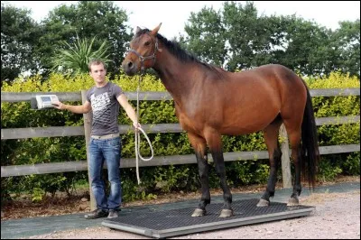 Que représente la masse des muscles sur un cheval de 600 kg ?