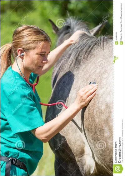Un cheval doit être obligatoirement identifié par une puce et le système S.I.R.E.