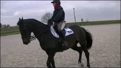 Dans une reprise de dressage, quelle(s) est(sont) l'(les) aide(s) non autorisée(s) ?