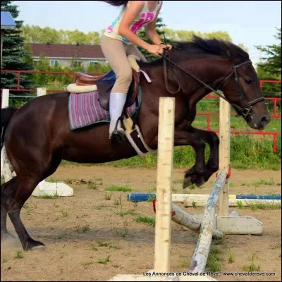 Sauter au trot, est-ce plus dur pour le cavalier ou pour le cheval ?