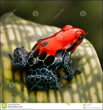 Si une grenouille se trouve dans ton bureau, que fais-tu ?