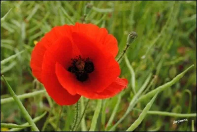 Quelle est cette fleur ?