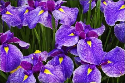 Quelle est cette fleur ?