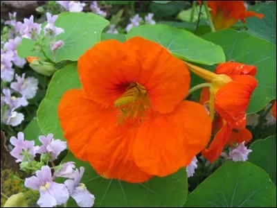 Quelle est cette fleur ?