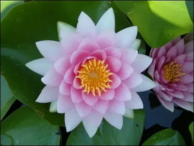 Quelle est cette fleur ?