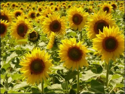 Quelle est cette fleur ?