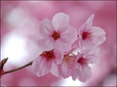 Quelle est cette fleur ?