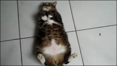 Pourquoi les chats, pour la plupart, détestent les caresses sur le ventre ?