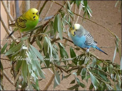 La perruche ondulée peut dire combien de mots ?