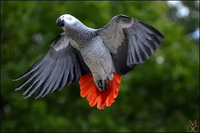 Le gris du Gabon, perroquet très intelligent, a un QI équivalent à celui d'un enfant âgé de...