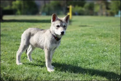 Le chien aime beaucoup imiter...