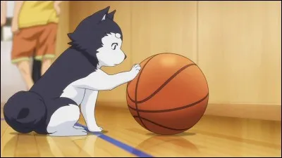 Kuroko Jr- Quelles informations sont fausses le concernant ?