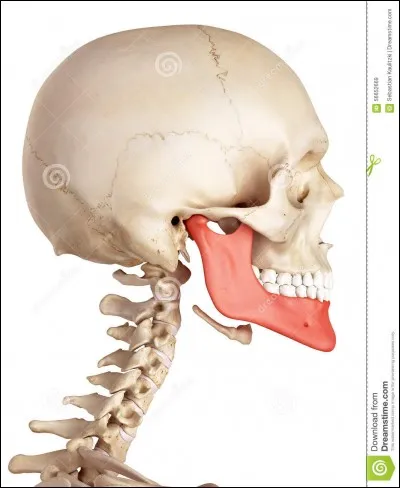 Quel est l'os permettant de parler et manger ?