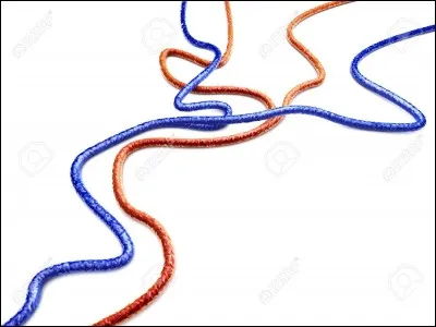 À quoi servent les artères ?