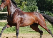 Quiz Les robes des chevaux