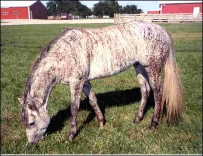 _Anna : "Ah ben tiens ! Maintenant ils ont un zèbre au centre !"
_Amélie"Mais non ! Pas du tout! C'est un cheval! T'es bête ou quoi ?!)" 
Ouhlala ! Il y a une dispute à régler! On va leur dire que c'est... Mais qui a raison ? Et de quelle robe il est ?