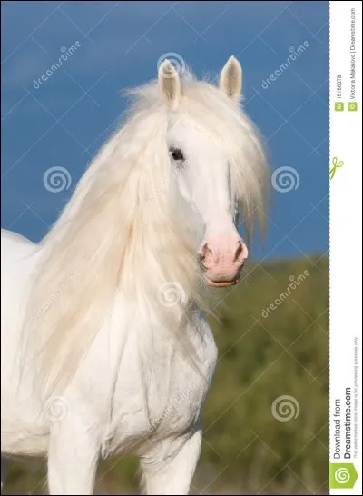 De quelle robe est ce gypsy vanner ? Il est superbe !