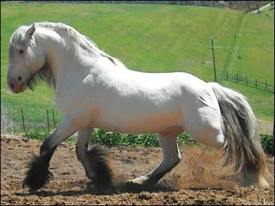 De quelle robe est cet irish cob ?