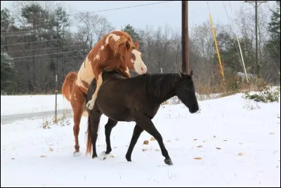 Voici une saillie entre un étalon overo frame alezan et une jument noire. De quelle robe peut être le poulain d'après vous ?