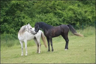 Voici un étalon et une jument amoureux. Il décident d'avoir un poulain ensemble. De quelle robe sera-t-il si : 
l'étalon est EE, la jument est EE et GG ?