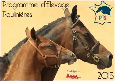 Voici une jument selle français et son poulain. Le poulain est alezan, et la mère est baie. Et le père ? De quelle couleur est-il ?