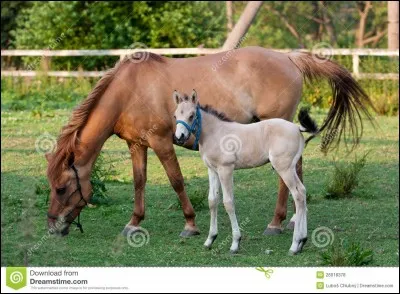 "Voici Strawberry, ma jument de robe red dun. Et elle a pouliné de ......., un étalon ........, un poulain dunskin"
Complète cette phrase en te posant cette question : qui est le papa et de quelle couleur est-il ?