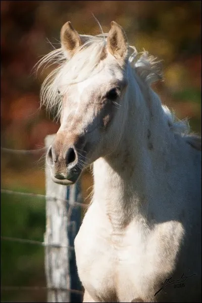 J'ai une jument palomino et je voudrais un poulain bai. De quelle robe le papa doit-il être plus sûrement ?