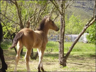 Un peu plus compliqué.... : j'ai une jument noire et je voudrais un poulain Isabelle. Quelles sont les robes sûres du papa?