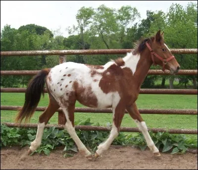 Et enfin, nous arrivons à la question la plus dure du quizz ! J'ai une jument pintaloosa noir et je voudrais un poulain pie tobiano alezan. Est-ce possible ? Si oui, de quelle robe doit être l'étalon ?