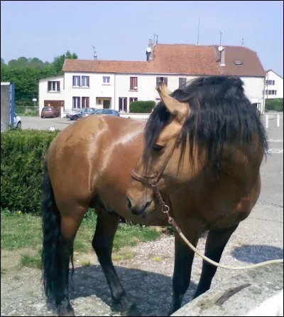 J'ai un autre poulain isabelle orphelin croisé avec un crème de robe cremello (son père). D'après vous, de quelle robe pourrait être la mère ?