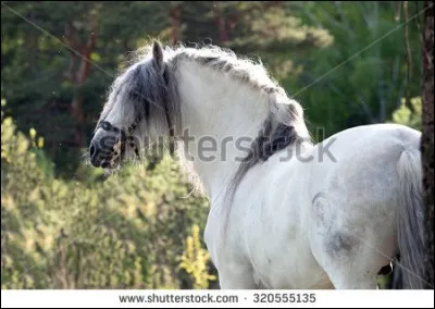 Voici un croisement : 
Le père : gris, la mère : grise
Le grand père P : noir, la grand-mère P : grise
De quelle robe sont les parents de la mère si le poulain à ces gènes suivants : 
EE / Aa / GG