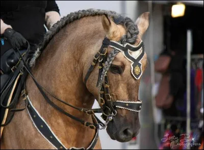 Quelle est la robe de ce cheval ?